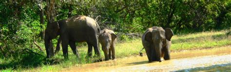 200 lakott, további 87 a turisták részére fenntartott hely. Sri Lanka - Maldív-szigetek Körút