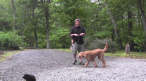 Start training your puppy the day you bring him home. Eloise Golden Doodle Puppy Training Pilot Mountain NC ...