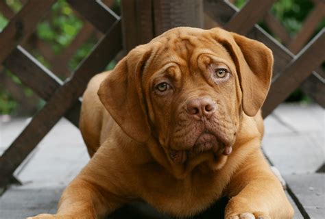 You get them, and so can your puppy. 5 Fast Ways to Get Rid of Dog Hiccups | PawLeaks