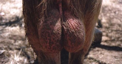 Old hairy bag get pounded. WARNING: Read This Before Removing Hair From Your Balls ...