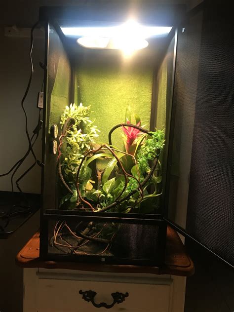 Be sure to include only reptile safe plants such as pothos, aloe, philodendrons, spider plants, ficus, and dracenae. Help me improve! Female Piebald Veiled Chameleon ...