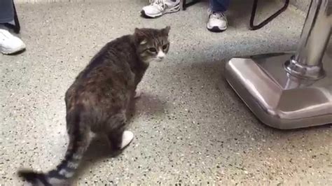 A persistent head tilt is a sign of a balance (vestibular) centre problem in dogs. Ataxia and head tilt - YouTube