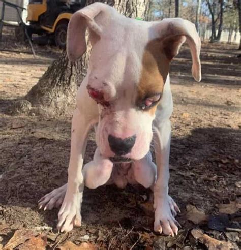 Nitro's Fund helps deaf boxer puppy Zeus - Deaf Dogs Rock