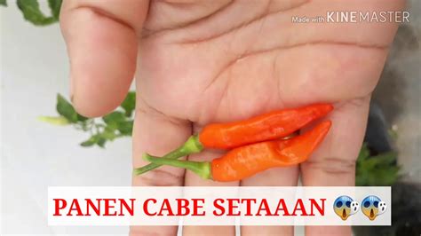 10 buah tomat hijau, belah 4. PANEN MASAK ( IKAN NILA SAMBAL CABAI HIJAU) - YouTube
