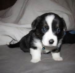 Find a corgi on gumtree, the #1 site for dogs & puppies for sale classifieds ads in the uk. View Ad: Welsh Cardigan Corgi Litter of Puppies for Sale ...