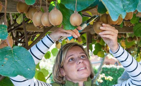 Die fruchttragenden langtriebe der weiblichen pflanzen werden im august ca. Kiwi pflanzen, pflegen, ernten - Mein schöner Garten