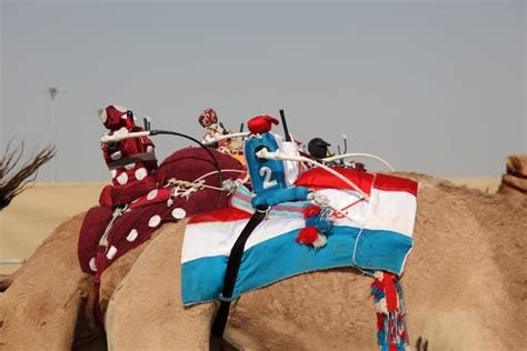 Which country hosts camel races with robot jockeys? 27 interesting facts about Qatar | The Facts Institute