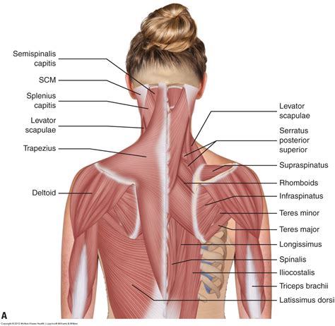 The most common exercises for these muscle groups are listed above. Muscles of the neck / musculature of the cervical spine