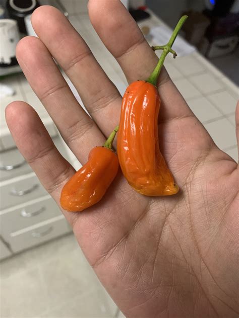 The river was named by the spanish explorer sebastián vizcaíno and a group of carmelite friars. Mi primera cosecha de ají amarillo!! Vivo en Québec ...