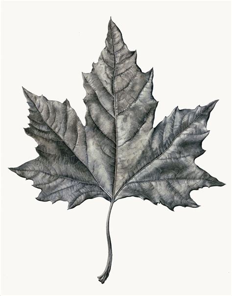 Bekzod haqqiyevning yana bir bor koʻrsaydim mp3 va mp4 ga gap yoʻq yoqdi bekzod haqqiyev yuragimni qaytib ber 2020 hd. Realistic Leaf Texture Drawing - Textures.com is a website that offers digital pictures of all ...