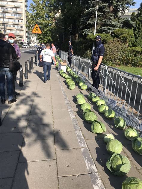 2 days ago · agrounia. Kapuściane łby dla posłów. Agrounia rozłożyła kapustę pod ...