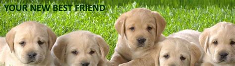 Adopt a puppy or dog from san diego county's helen woodward animal center today! San Diego Labrador Retriever Puppies - Raney Ranch