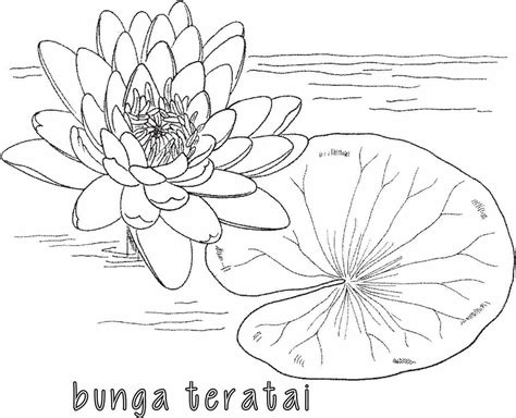 Bunga sepatu atau kembang sepatu adalah bunga dari tanaman semak yang berasal dari asia timur. Mewarnai Gambar Bunga Raflesia untuk Anak - Kreasi Warna