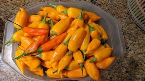 Habanero peppers take about 75 days from transplant until green and ready to harvest. Peppers. Drying - Cooking Discussions - Hungry Onion