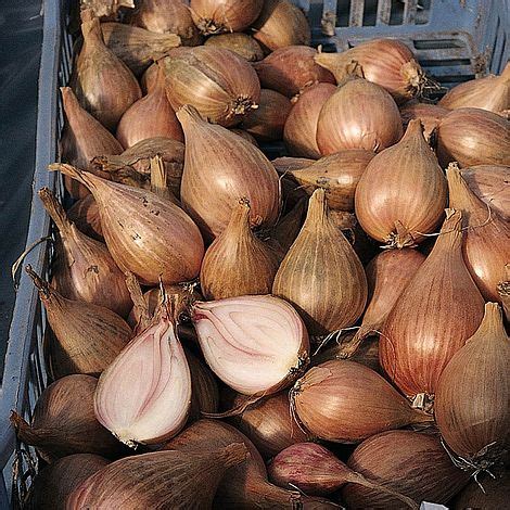 Eat and drink at one of the southern highlands' best restaurants, where everyone is welcome. Shallot 'Jermor' (Autumn Planting) | Telegraph Plants