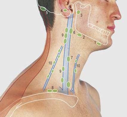 Head and neck lymph node chains. Neck - Surface Anatomy, 4 Edition