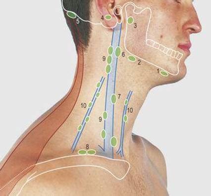 These lymph nodes are an important component of the lymphatic system which is where the waste from filtered bacteria are. Neck - Surface Anatomy, 4 Edition