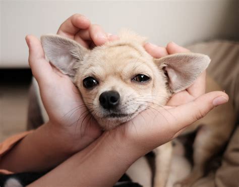 Während kleine hundedamen bereits mit sechs monaten zum ersten mal läufig werden, erleben hündinnen grosser rassen, die sehr viel später ausgewachsen sind, diese phase häufig erst im alter von zwei jahren. Darf man einem Hund in die Augen schauen? - Hundemagazin