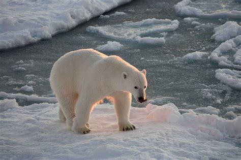 Retrouvez l'image originale de la plage. Russie: Cinq scientifiques prisonniers d'un groupe d'ours polaires affamés