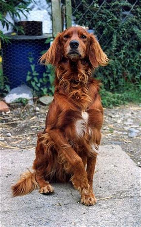 Still waiting for his next round of shots before. Download Irish Setter coloring for free - Designlooter ...