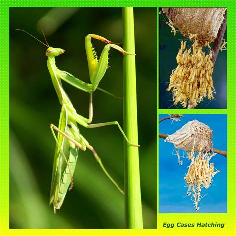 Pest control the use of praying mantises as a form of biological pest control is becoming more and more common, as it should. Chinese Mantis Ootheca Kit | Garden pest control, Natural ...