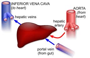 The 3 types of blood vessels are: The Blood Vessel That Carries Blood From Gut To The Liver ...