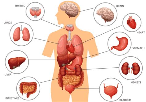 Untuk pita suara berfungsi sebagai mengeluarkan bunyi. Sistem Organ - Pengertian, Fungsi Anatomi, Gambar, Contoh ...