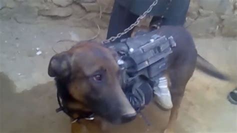 Find the newest taliban meme. The Taliban Trolled the Internet with a Dog Video and ...