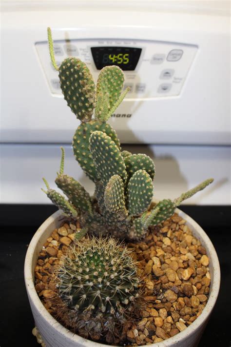 There are 101 oklahoma cactus for sale on etsy, and they cost $12.68 on. Cactus and Succulents forum→my cactus collection - Garden.org