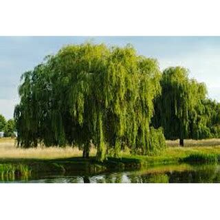 Mbak juga tumben datang nggak kasih kabar ?  REAL LIVE  ANAK BENIH POKOK WEEPING WILLOW ( JANDA ...