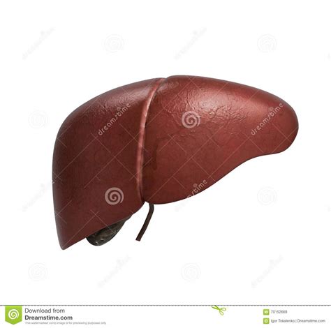 What are signs that something is wrong with your gallbladder? Realistisch Anatomisch Model Van Gezonde Menselijke Lever ...