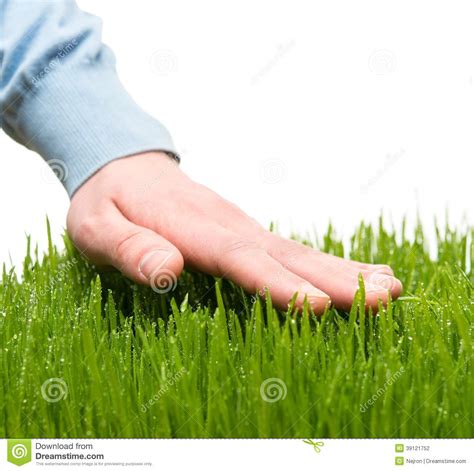 Hand touching grass stock photo. Image of cereal, grass - 39121752