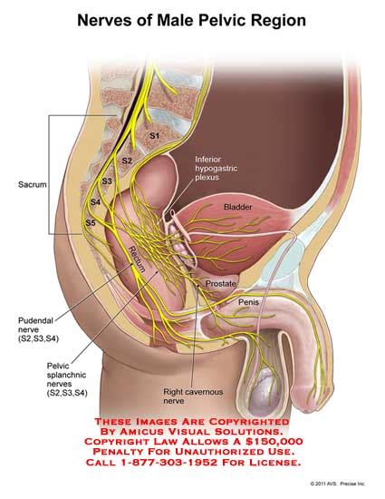 How do we know they're the hottest? (11170_03B) Nerves of Male Pelvic Region - Anatomy Exhibits