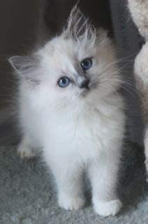 Book an appointment with a diamond expert. persian kittens | Blue Eyed White Persian Kittens for Sale ...