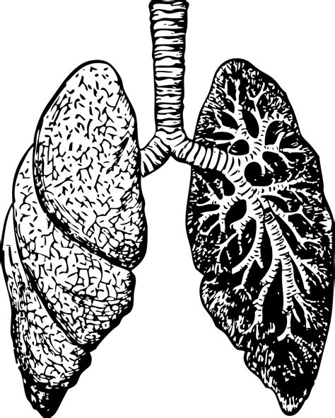 Lung cancer is the most common cancer worldwide. Lung Cancer Is More Common In Non-Smokers Than You Think ...