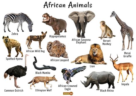 There are many wild animals throughout africs, and it is impossible to list all of them, but some of the most well known african animals include: Poetry Showcase