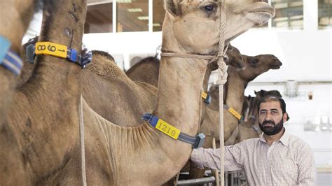 These two substances have a positive effect on the skin, which is why camel milk can also be found. Al Ain doctor sees potential in camels beyond their milk ...