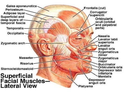 Muscles allow a person to move, speak, and chew. diagram-of-levator-muscle-in-face-muscles-of-the-face-and ...