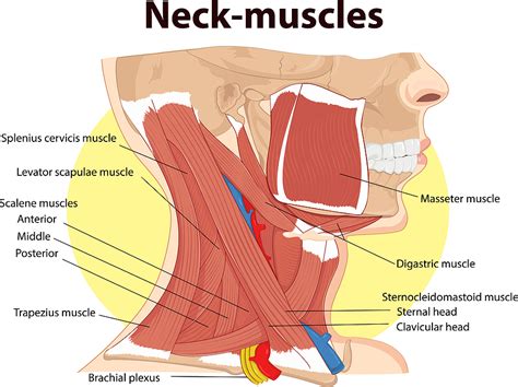 Anatomy of the back of the neck muscles. The Connection Between Neck Pain and Breathing - Pain Free ...