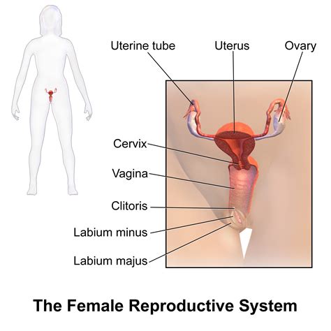 A lesson in female anatomy. Parts Of Female Anatomy - Anatomy Drawing Diagram