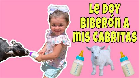 Las hembras llegan a pesar entre 30 y 40 libras adultas y macho llegan hasta 50 libras. Le doy biberón a mis Cabritas Enanas 🍼😱🐐- Vale les ...