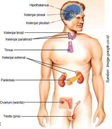 Oleh karena itu kelenjar hipofisis disebut master gland. Pengertian, Macam-Macam serta Fungsi Kelenjar Hormon ...
