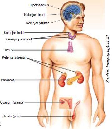 Maybe you would like to learn more about one of these? Pengertian, Macam-Macam serta Fungsi Kelenjar Hormon ...