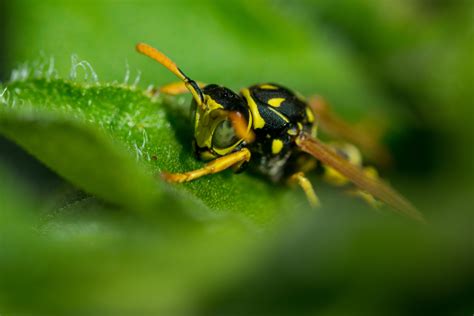 Some pollen sticks to wasps. I think wasps have a bad rap. They pollinate things, and ...