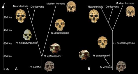 (download help) homo sapiens tsn 180092. Denisovans - Google Search | Paleolithic | Pinterest ...