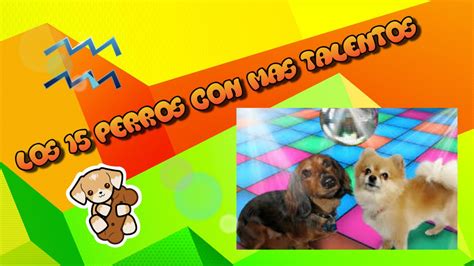 Pepeporn es sexo casero, videos porno amateur y punto. TOP 10 DE PERROS CON TALENTOS - YouTube