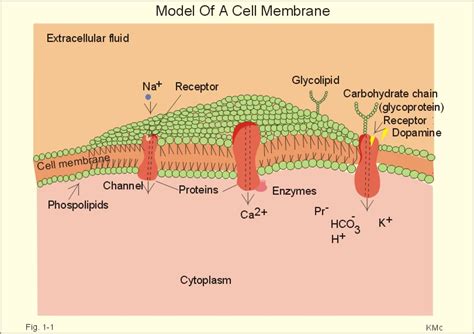 Simple diffusion is carried out by the actions of. Solution Or Across A Semipermeable Membrane. Simple ...