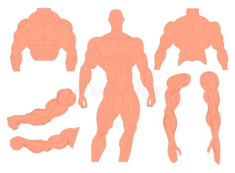 Before prescribing uroxatral, your doctor may examine your prostate gland and do a blood test called a prostate specific antigen test to check for prostate cancer. Muscles Chart Description Muscular Body Man Stock Vector ...