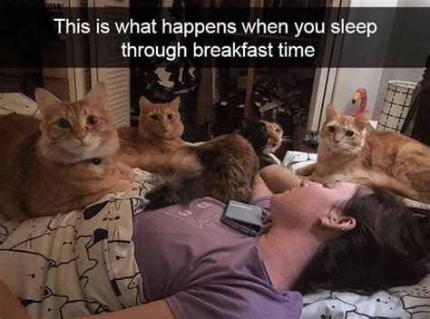 Maybe you would like to learn more about one of these? Twenty-Four Catnip-Laced Caturday Memes | Funny cats ...