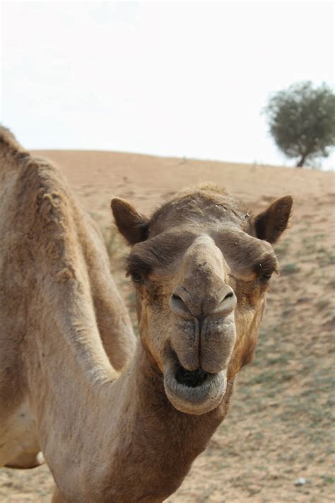 Potential health benefits of camel milk. Juice Avenger: Emerging Details on Possible Extraordinary ...